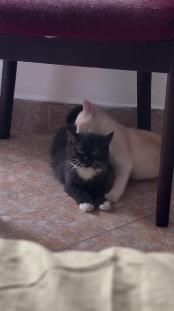 mèo anh lông ngắn 1 đực 1 cái cần gả. Mua bán Mèo tại Quận Phú Nhuận Tp Hồ Chí Minh được đăng bởi Min Min hình 1