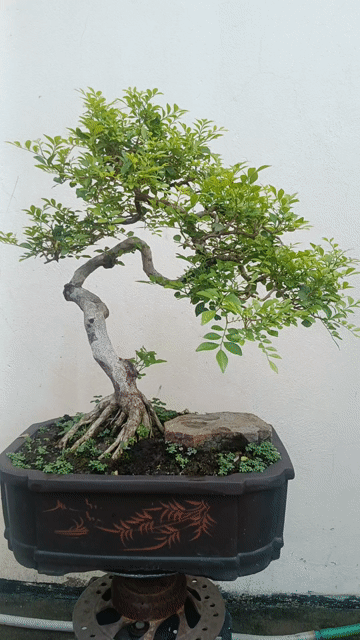 Cây Nguyệt Quế Lá Nhỏ Chậu Gốm Sứ. Mua bán Cây cảnh, đồ trang trí tại Huyện Quốc Oai Hà Nội được đăng bởi Nguyễn Tiến Anh hình 1
