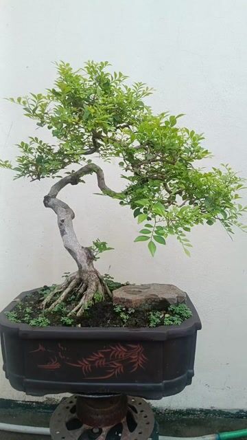 Cây Nguyệt Quế Lá Nhỏ Chậu Gốm Sứ. Mua bán Cây cảnh, đồ trang trí tại Huyện Quốc Oai Hà Nội được đăng bởi Nguyễn Tiến Anh hình 1
