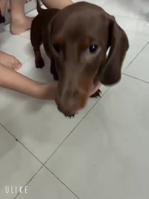 Chó Lạp xưởng Socola 4 tháng tuổi. Mua bán Chó tại Huyện Củ Chi Tp Hồ Chí Minh được đăng bởi leigh ray hình 1