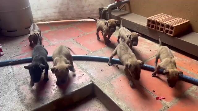 Chó Phú Quốc rặc. Mua bán Chó tại Thành phố Mỹ Tho Tiền Giang được đăng bởi Aloha Shop hình 1