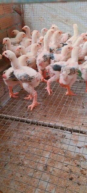 Gà Đông Tảo mái 4-5 lạng đã tiêm. Mua bán Gà tại Thành phố Thuận An Bình Dương được đăng bởi Trại Gà Đông Tảo hình 1