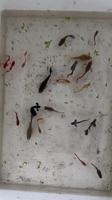 Cá bảy màu 20 con Khỏe mạnh. Mua bán Thú cưng khác tại Quận Bình Thuỷ Cần Thơ được đăng bởi LQ Store hình 1