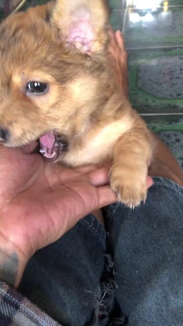 tặng chó phóc sóc. Mua bán Chó tại Quận Bình Thuỷ Cần Thơ được đăng bởi bìnhbibobibobibo hình 1