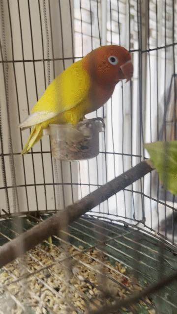 Chim Lovebird Vàng Mới lớn. Mua bán Chim tại Quận 3 Tp Hồ Chí Minh được đăng bởi Thiên Nguyễn hình 1