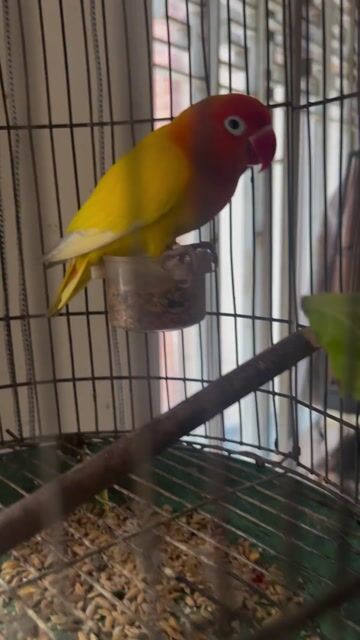 Chim Lovebird Vàng Mới lớn. Mua bán Chim tại Quận 3 Tp Hồ Chí Minh được đăng bởi Thiên Nguyễn hình 1