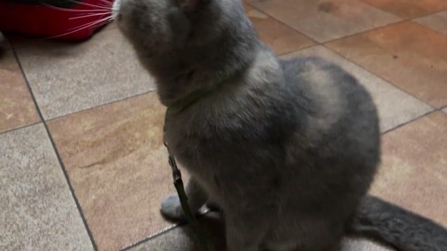 Mèo Tai cụp cái màu Xám. Mua bán Mèo tại Quận Đống Đa Hà Nội được đăng bởi Linh Nguyễn  hình 1