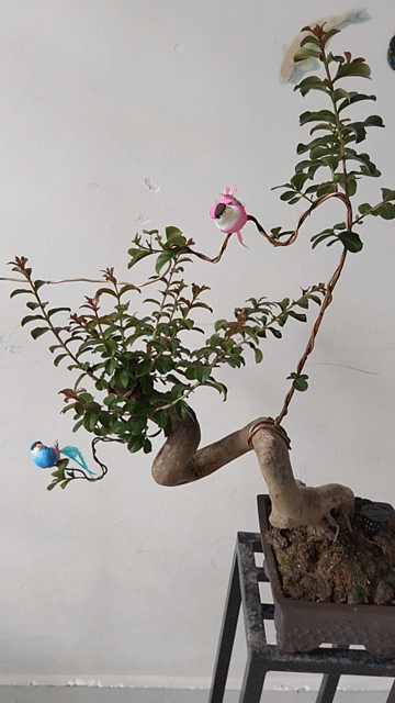 Cây Tường Vy chậu tàu. Mua bán Cây cảnh, đồ trang trí tại Huyện Cần Giuộc Long An được đăng bởi Cường Minh hình 1