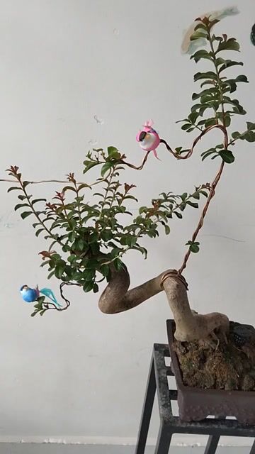 Cây Tường Vy chậu tàu. Mua bán Cây cảnh, đồ trang trí tại Huyện Cần Giuộc Long An được đăng bởi Cường Minh hình 1