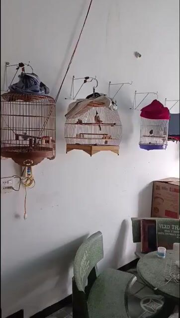 Chim chào mào, choè than thanh lý. Mua bán Chim tại Thành phố Long Khánh Đồng Nai được đăng bởi Long Nguyễn hình 1