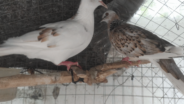 Chim Cu Thái bông Trống mái. Mua bán Chim tại Quận Phú Nhuận Tp Hồ Chí Minh được đăng bởi Phan Văn hình 1