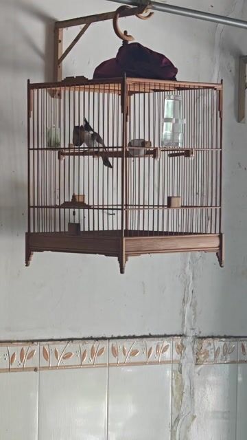 Chim cảnh khỏe mạnh hót hay dễ nuôi. Mua bán Chim tại Quận 4 Tp Hồ Chí Minh được đăng bởi Tài Nguyễn hình 1