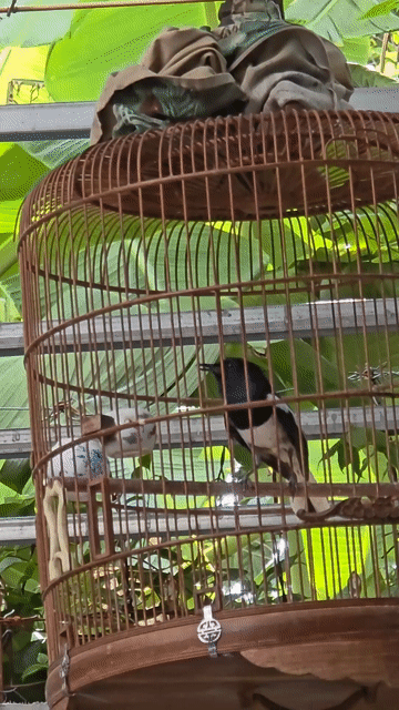 Chim Chòe than 2 mùa Siêng hót. Mua bán Chim tại Quận Gò Vấp Tp Hồ Chí Minh được đăng bởi Tưởng Họa Mi  hình 1