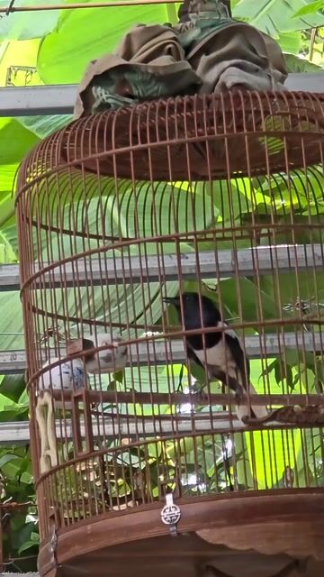Chim Chòe than 2 mùa Siêng hót. Mua bán Chim tại Quận Gò Vấp Tp Hồ Chí Minh được đăng bởi Tưởng Họa Mi  hình 1