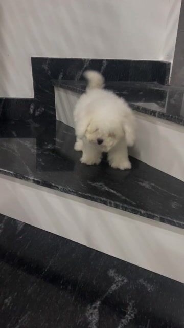 Chó Bichon đực và cái. Mua bán Chó tại Quận Ninh Kiều Cần Thơ được đăng bởi Nguyen khoi hình 1