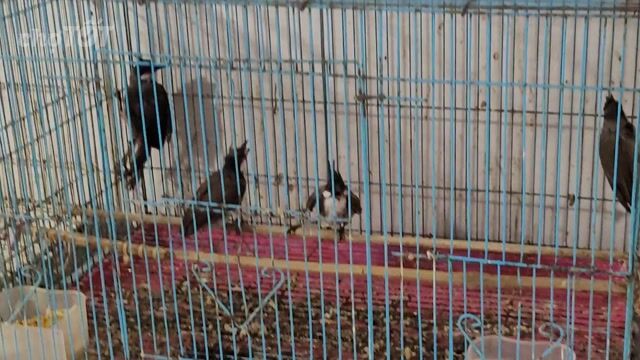 Chim chào mào má đỏ Miền Bắc. Mua bán Chim tại Huyện Bình Chánh Tp Hồ Chí Minh được đăng bởi chim chim hình 1