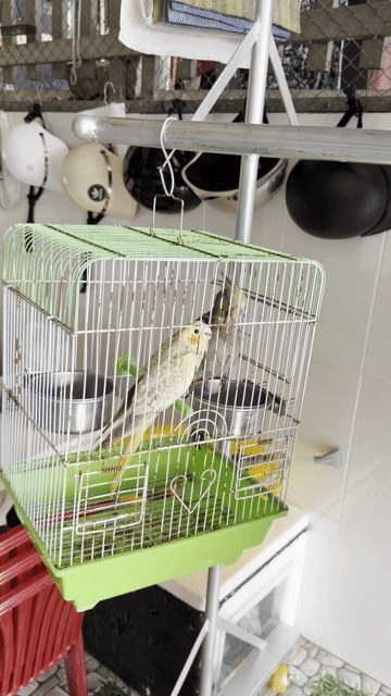 Vẹt Cockatiel Vàng, Xám. Mua bán Chim tại Huyện Long Mỹ Hậu Giang được đăng bởi thanh hình 1