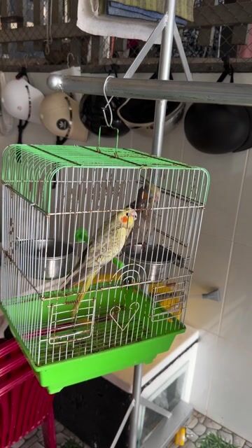 Vẹt Cockatiel Vàng, Xám. Mua bán Chim tại Huyện Long Mỹ Hậu Giang được đăng bởi thanh hình 1