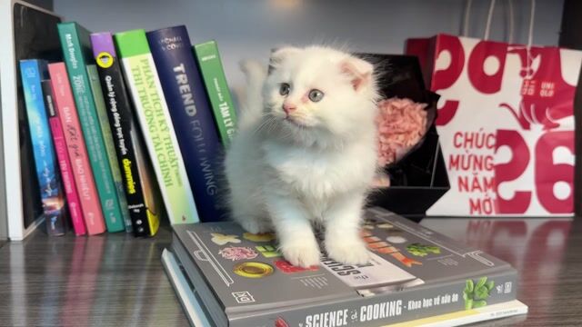 Mèo xinh sale tết. Mua bán Mèo tại Quận 12 Tp Hồ Chí Minh được đăng bởi Petty Pet hình 1