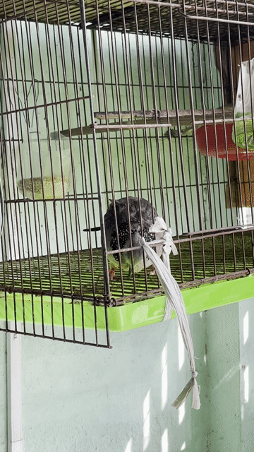 Chim cu gáy Malai đang sinh sản. Mua bán Chim tại Thành phố Dĩ An Bình Dương được đăng bởi ku rồm hình 1
