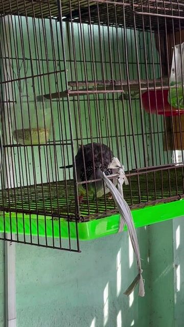 Chim cu gáy Malai đang sinh sản. Mua bán Chim tại Thành phố Dĩ An Bình Dương được đăng bởi ku rồm hình 1