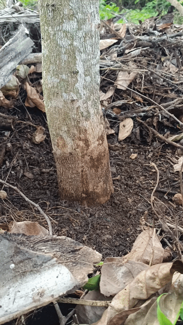 Cây Dâu Da Trái Sai. Mua bán Đồ chuyên dụng, Giống nuôi trồng tại Huyện Cư Kuin Đắk Lắk được đăng bởi Linh hình 1
