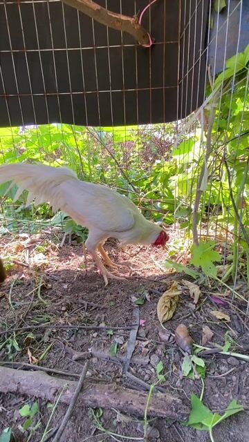 Gà Thái Mỹ tơ 6 tháng Trắng. Mua bán Gà tại Huyện Bình Chánh Tp Hồ Chí Minh được đăng bởi Vũ A Tuan hình 1