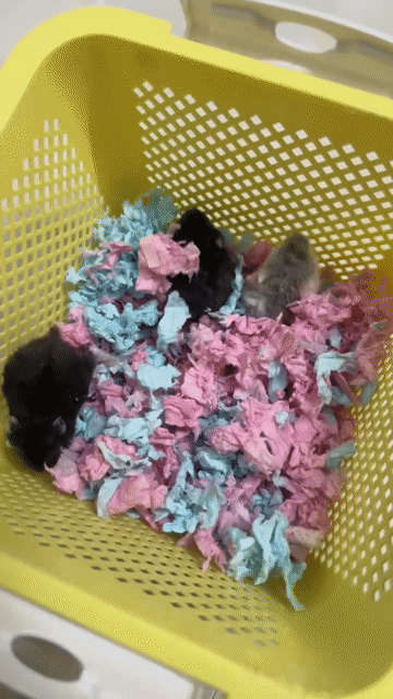 Chuột Hamster Campbell Rex 2 blue. Mua bán Thú cưng khác tại Quận 4 Tp Hồ Chí Minh được đăng bởi chibichaba hình 1