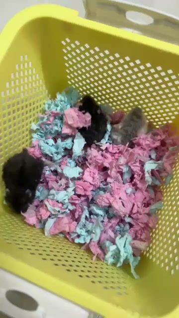 Chuột Hamster Campbell Rex 2 blue. Mua bán Thú cưng khác tại Quận 4 Tp Hồ Chí Minh được đăng bởi chibichaba hình 1