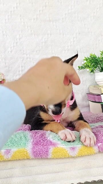 Sale 💢🐾 gái Nhật F dễ thương chào sen yêu. Mua bán Chó tại Huyện Hóc Môn Tp Hồ Chí Minh được đăng bởi Smile Pet hình 1