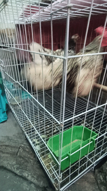 bán trống tặng mái gà chuẩn không lem. Mua bán Gà tại Thành phố Thủ Đức Tp Hồ Chí Minh được đăng bởi Vũ hình 1