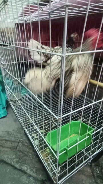 bán trống tặng mái gà chuẩn không lem. Mua bán Gà tại Thành phố Thủ Đức Tp Hồ Chí Minh được đăng bởi Vũ hình 1