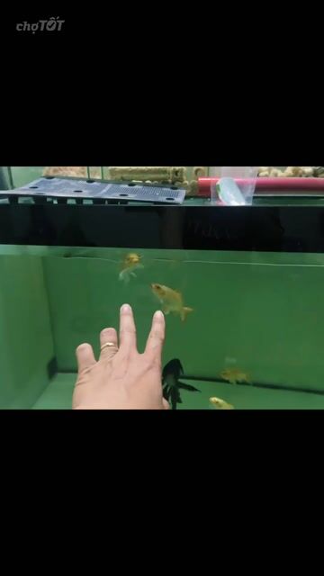 Cá chép phi tầng. Mua bán Thú cưng khác tại Huyện Bến Lức Long An được đăng bởi Duy Quốc hình 1