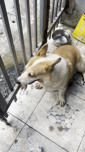 Chó Corgi đực Nâu trắng. Mua bán Chó tại Thành phố Dĩ An Bình Dương được đăng bởi Nguyễn hình 1