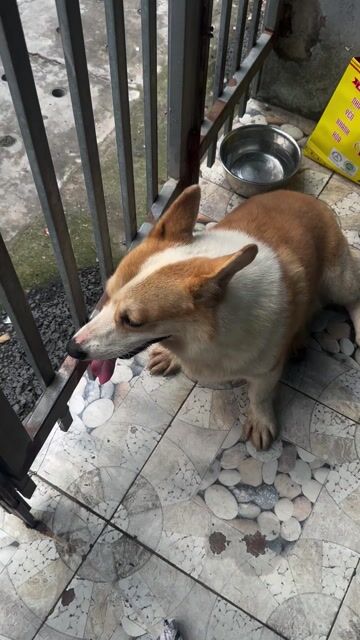 Chó Corgi đực Nâu trắng. Mua bán Chó tại Thành phố Dĩ An Bình Dương được đăng bởi Nguyễn hình 1