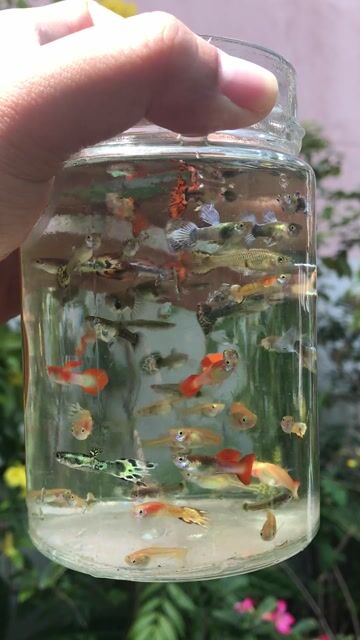 Cá bảy màu nhiều chủng loại 3k/con. Mua bán Thú cưng khác tại Quận Tân Bình Tp Hồ Chí Minh được đăng bởi ky anh hình 1