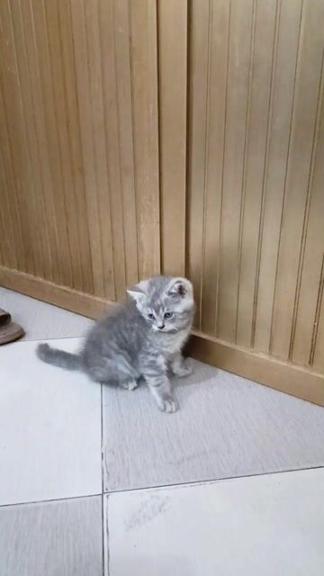 Mèo Anh lông ngắn đực 2 tháng. Mua bán Mèo tại Quận Lê Chân Hải Phòng được đăng bởi Ching hình 1