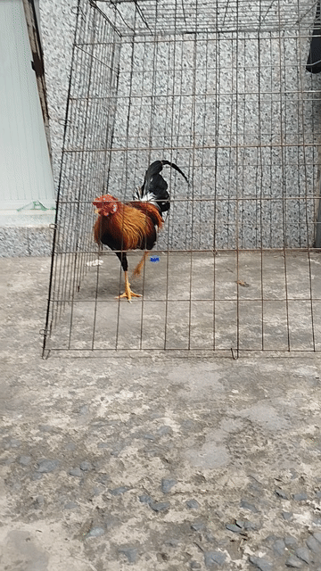 Asll mỹ 1k2 hơn trạng đá 1k4-5 gà tơ . Mua bán Gà tại Huyện Hóc Môn Tp Hồ Chí Minh được đăng bởi hai gà lông gà tre  hình 1