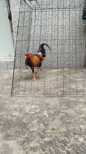 Asll mỹ 1k2 hơn trạng đá 1k4-5 gà tơ . Mua bán Gà tại Huyện Hóc Môn Tp Hồ Chí Minh được đăng bởi hai gà lông gà tre  hình 1