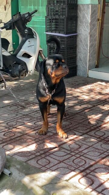 rốt đực đẹp nét. Mua bán Chó tại Thành phố Biên Hòa Đồng Nai được đăng bởi Vũ Việt pét Shop hình 1
