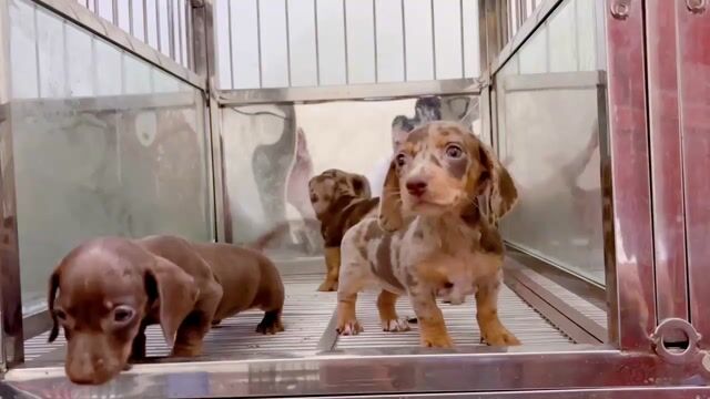 Lạp xưởng loang cực đẹp. Mua bán Chó tại Quận Gò Vấp Tp Hồ Chí Minh được đăng bởi Biên Nguyên hình 1