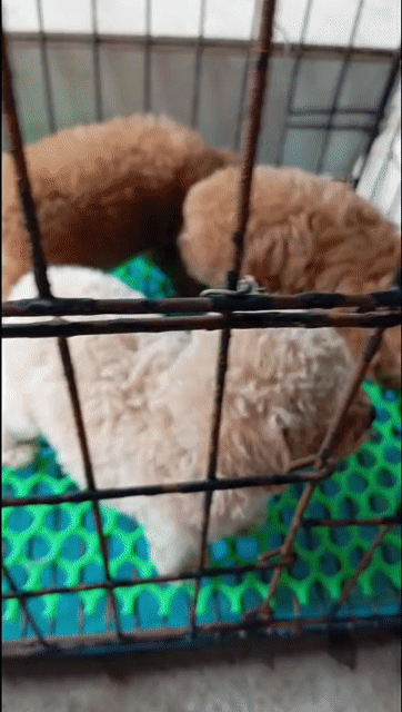 Chó Poodle . Mua bán Chó tại Thành phố Nam Định Nam Định được đăng bởi Thanh Tùng hình 1