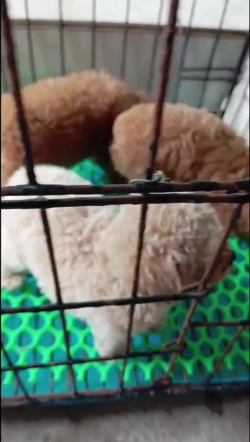 Chó Poodle . Mua bán Chó tại Thành phố Nam Định Nam Định được đăng bởi Thanh Tùng hình 1