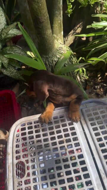 Chó Lạp xưởng nâu 3 tháng tuổi. Mua bán Chó tại Thành phố Thủ Đức Tp Hồ Chí Minh được đăng bởi NĐ nguyễn hình 1