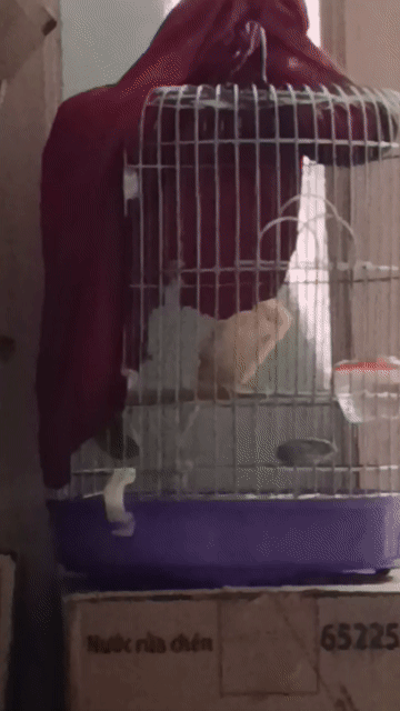 Chim Yến trống Vàng 2 tháng. Mua bán Chim tại Quận 12 Tp Hồ Chí Minh được đăng bởi Trâm Nguyên Hoang hình 1