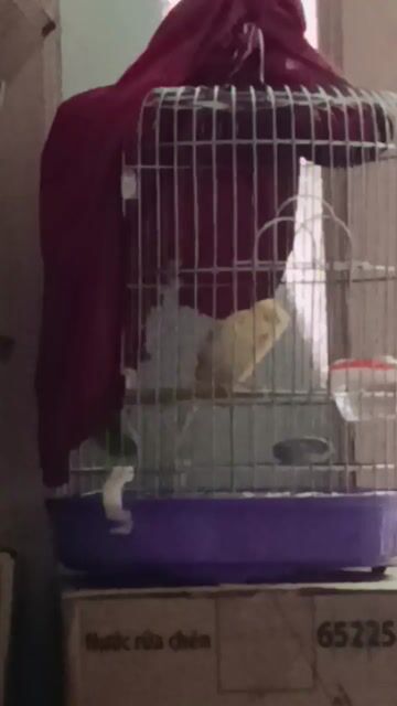 Chim Yến trống Vàng 2 tháng. Mua bán Chim tại Quận 12 Tp Hồ Chí Minh được đăng bởi Trâm Nguyên Hoang hình 1