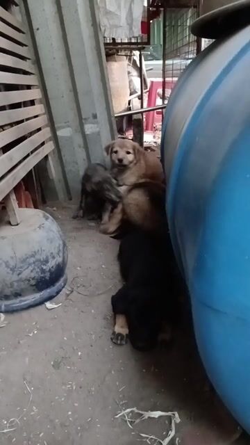 Chó con kiểng. Mua bán Chó tại Thành phố Thủ Đức Tp Hồ Chí Minh được đăng bởi Ngọc hình 1