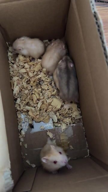 Chuột Hamster nhiều màu. Mua bán Thú cưng khác tại Quận Nam Từ Liêm Hà Nội được đăng bởi Nhàn hình 1