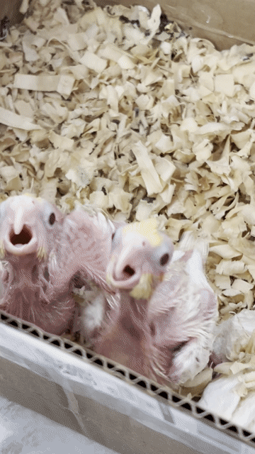 Vẹt Cockatiel Vàng. Mua bán Chim tại Quận Bình Tân Tp Hồ Chí Minh được đăng bởi Nguyễn Xuân đạt  hình 1
