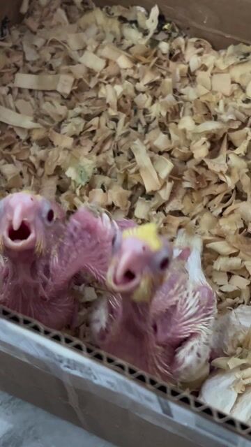 Vẹt Cockatiel Vàng. Mua bán Chim tại Quận Bình Tân Tp Hồ Chí Minh được đăng bởi Nguyễn Xuân đạt  hình 1